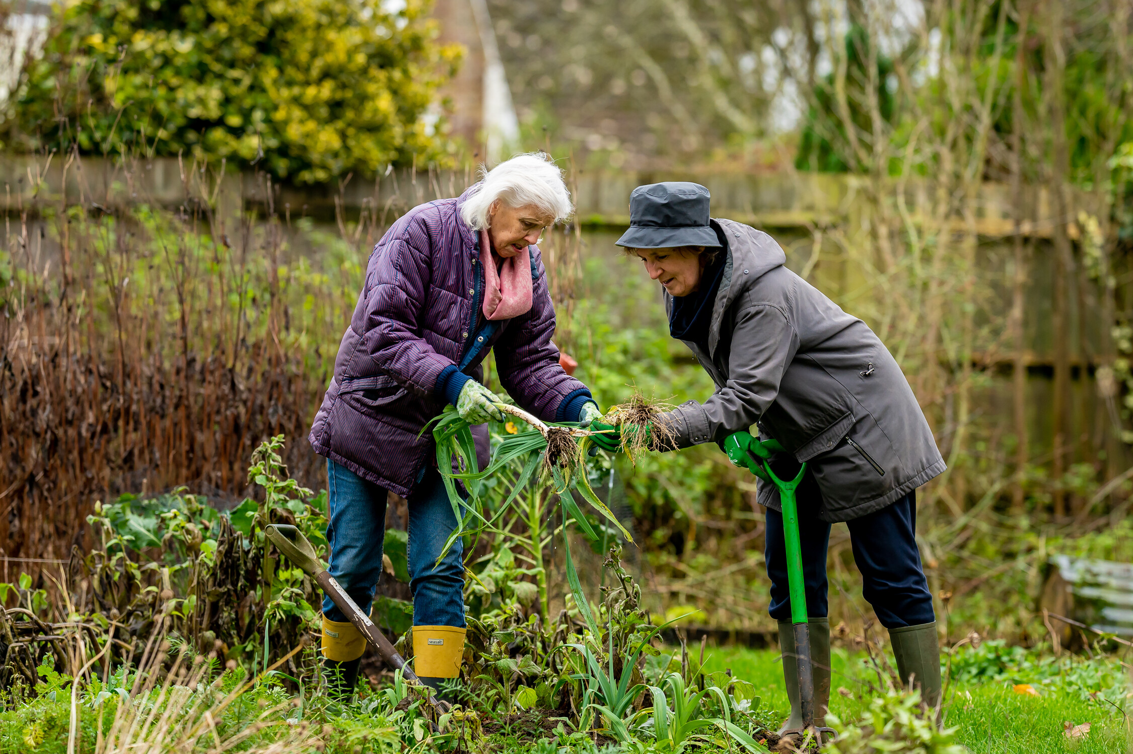 Two older ladies do weeding in a garden