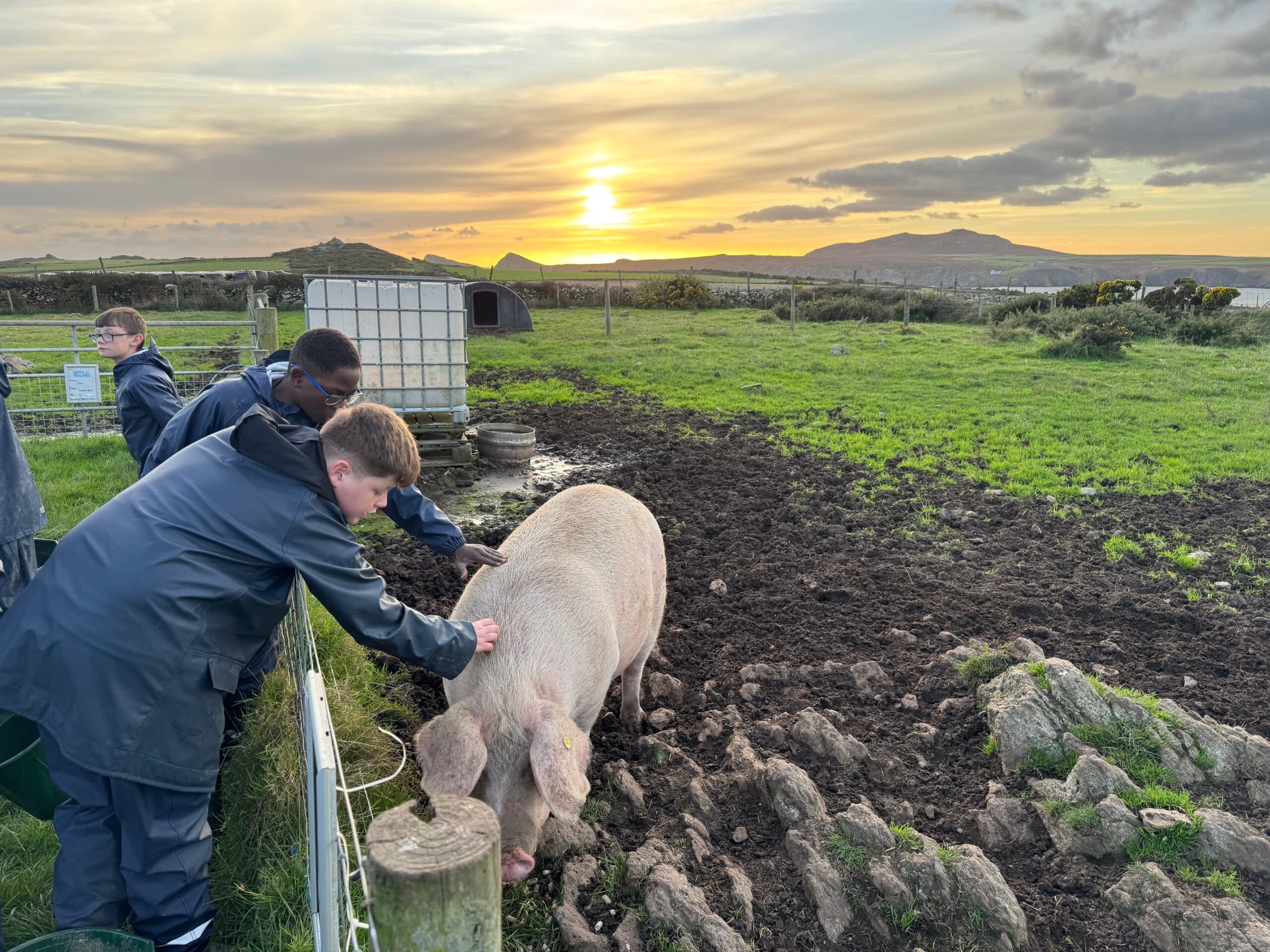 Two children pet a pig. The sun sets in the background