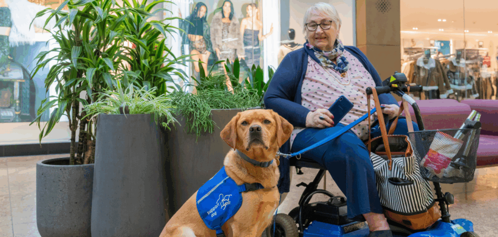 A support dog with a lady in a wheelchair in a shopping centre