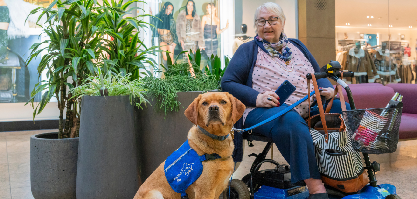 A support dog with a lady in a wheelchair in a shopping centre