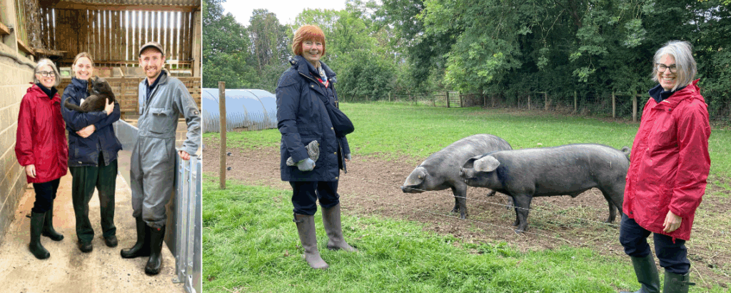A montage - three people in a barn with a cat. Two women outside and a pig